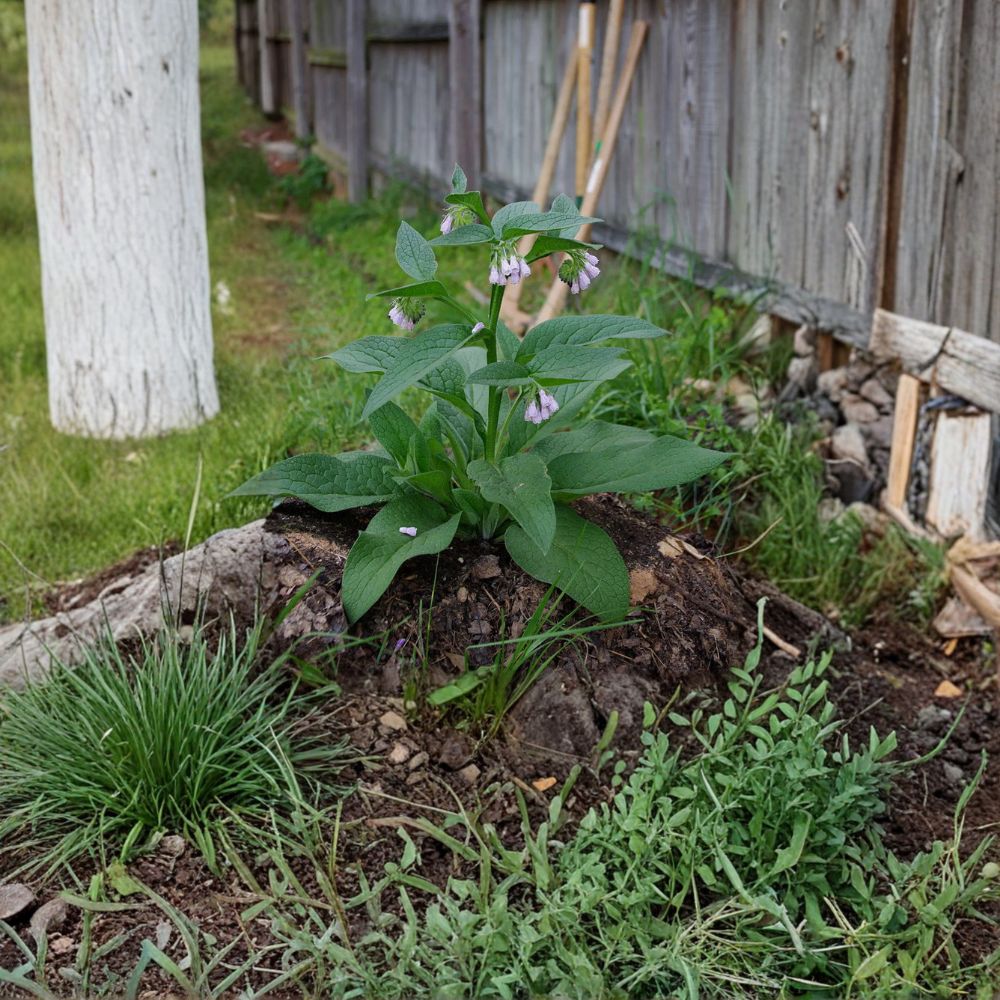 Russian Comfrey Live Root Cuttings – Bocking 14, Organic Symphytum × uplandicum for Permaculture & Composting, 20 Roots