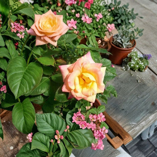 Jacob's Robe Climbing Rose – Live Plant 1 Gallon, Colorful Double Blooms, Garden Rose Vine, Easy to Grow, Yellow Pink Red, Rosa 'Jacob's Robe'