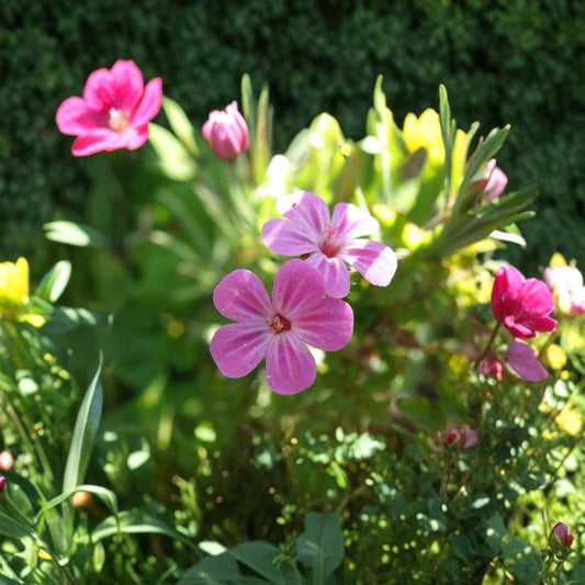 Herb Robert Seeds – Geranium robertianum Woodland Shade Flower Seeds – Edible Pollinator-Friendly Cranesbill