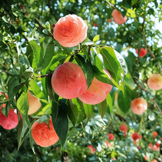 Hujing Honey Peach Tree – Prunus persica Live Plant | Yangshan Peach Variety | Sweet Juicy Fruit Tree for Patio & Backyard