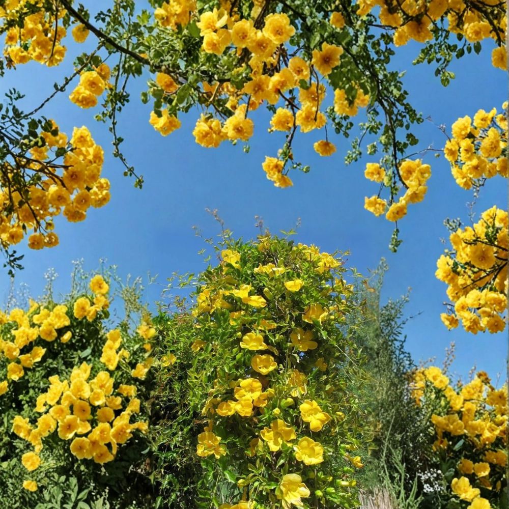 Yellow Jasmine Plant – Gelsemium sempervirens Live Starter Potted Vine with Fragrant Yellow Flowers, Carolina Jessamine Garden Plant