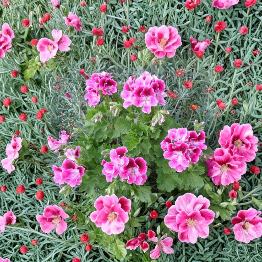 Pink & White Regal Geranium Cuttings – 2 Live Pelargonium Plant Starters with Orchid-Like Blooms for Patio & Garden