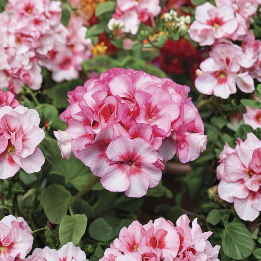 Horizon New Star Geranium Seeds – 15 F1 Hybrid Zonal Geranium for Patio & Container Gardening | Easy to Grow Flower Seeds