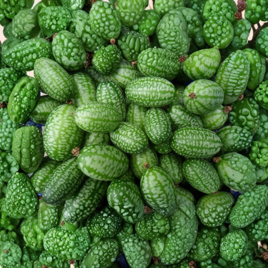Mexican Sour Gherkin Seeds – 50 Organic Non-GMO Melothria scabra Cucamelon Vine for Easy Growing, Heirloom Pepquinos, Small Cucumber-Like Fruits