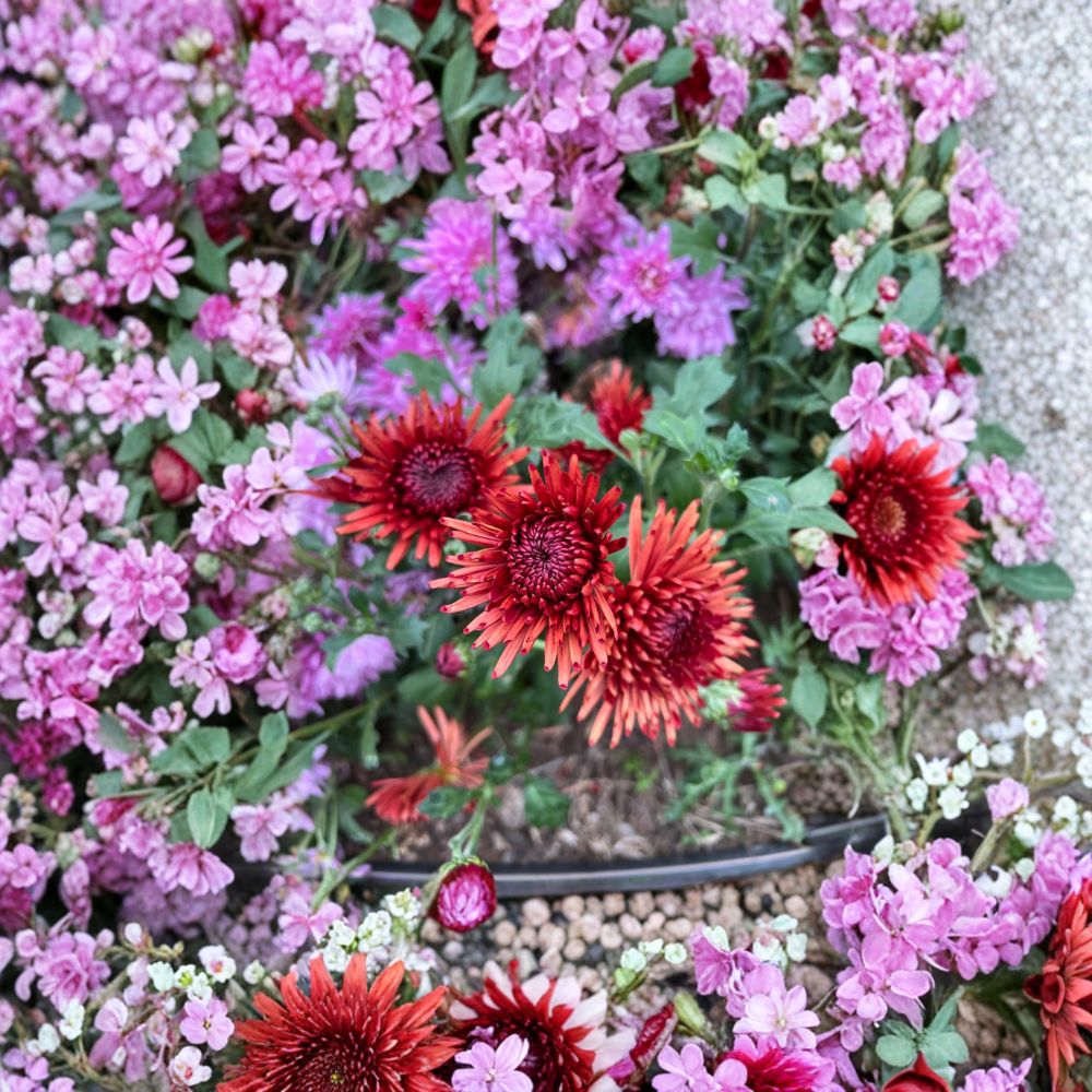 Autumn Ruby Chrysanthemum Live Plants – Deep Red Perennial Mums in 4-6 Inch Pots – Cold Hardy Garden & Patio Flowers (2-Pack)