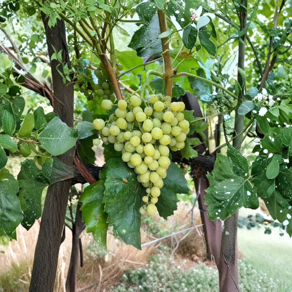 Diamond Muscat Seedless Grape Cuttings – 5 Pack, Propagation, Sweet Aromatic Table Grapes, US Seller