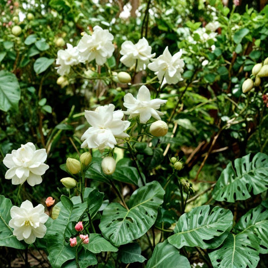 Jasmine Plant Live – Jasminum sambac 12 Inch in Pot, Fragrant Flowering Houseplant, Indoor Outdoor Arabian Jasmine