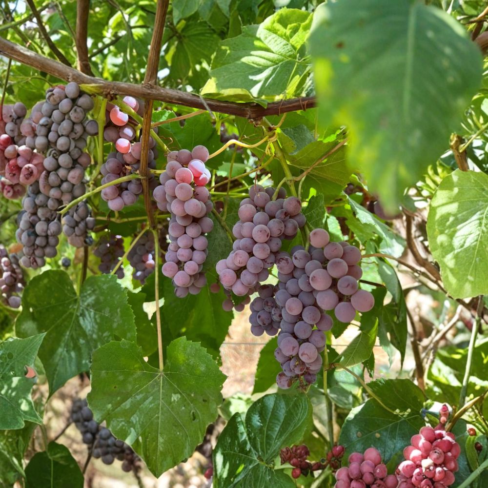 Delaware Grape Plant – Vitis labrusca Live Vine, Early Ripening Red Table Grape, Sweet Mild Flavor, Home Garden Fruit Plant