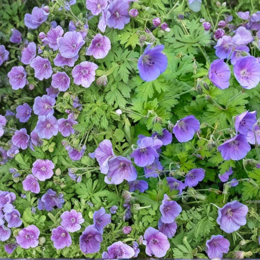 Gravetye Geranium Seeds – 25+ Pelargonium Flower Seeds for Garden & Patio, Colorful Blooms, Easy to Grow, Perennial Plant Seeds
