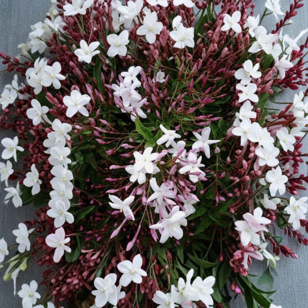 Pink Jasmine Cuttings Set of 10 | Jasminum polyanthum | Fragrant Climbing Vine | Organic Fresh 10-Inch Live Plant Cuttings