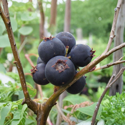Jennybelle Serviceberry Live Plant | Edible Berry Shrub Tree | Self-Pollinating | Zones 5-8 | Amelanchier obovalis