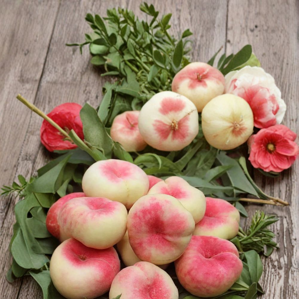 Galaxy Donut Peach Tree – Prunus persica Bare Root Plant | 3 Ft Peento Peach with White Flesh | Flat Saucer Shape Fruit Tree