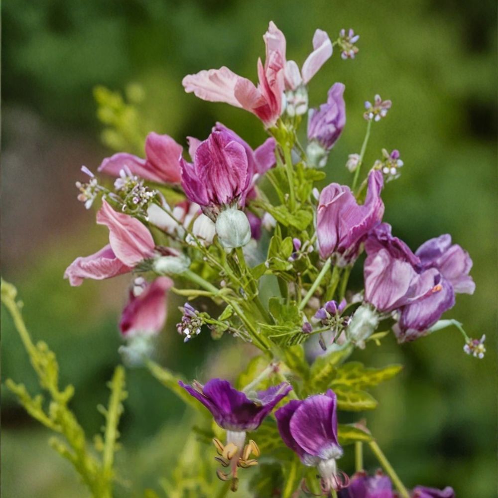 Conny Broe Geranium Seeds – Pelargonium Flower Seeds, 25+ Seeds, Vibrant Garden Blooms, Patio & Container Friendly, Easy to Grow