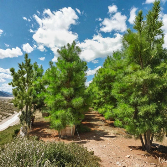 Loblolly Pine Trees – Pinus taeda Live Plants, 1–2 Ft Evergreen Trees, Fast Growing Privacy & Windbreak, Bare Root Set of 2