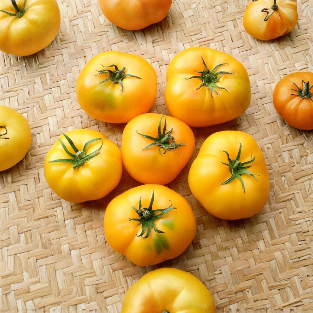 Azoychka Tomato Seeds – Heirloom Non-GMO Organic Seeds for Zolotoy Borago Yellow Beefsteak Tomato, Early Russian Variety