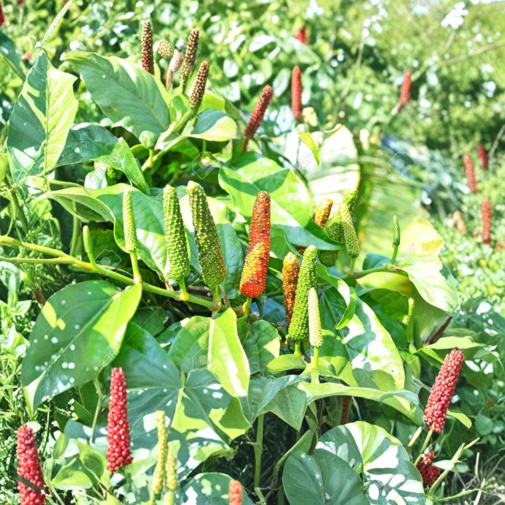 Piper Longum Live Plants – Rare Long Pepper Starter Plants | Pipali Ayurvedic Herb | Free Shipping