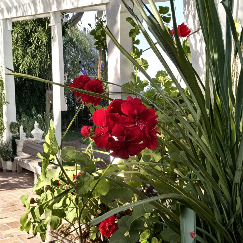 True Red Ivy Geranium Cuttings – 6-Inch Live Pelargonium Starters for Patio and Garden | Hardy Flower Plants
