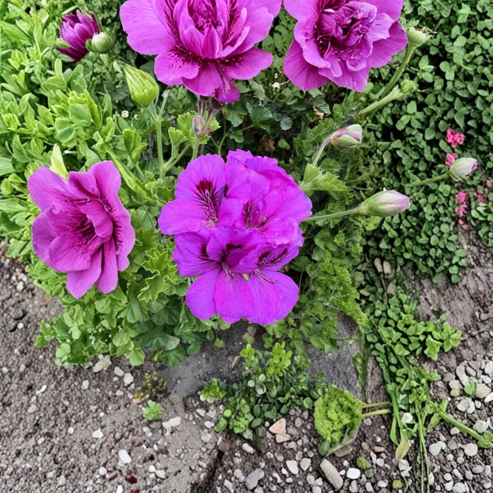 Purple Regal Geranium Cuttings – 6 Live Pelargonium Plant Starters for Hardy Patio Flowers and Easy Rooting