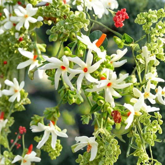 Night Flowering Jasmine Seeds – Nyctanthes arbor-tristis, Fragrant Night Blooming Tree, Parijat Coral Jasmine, Rare Exotic Garden Plant, 5 Seeds