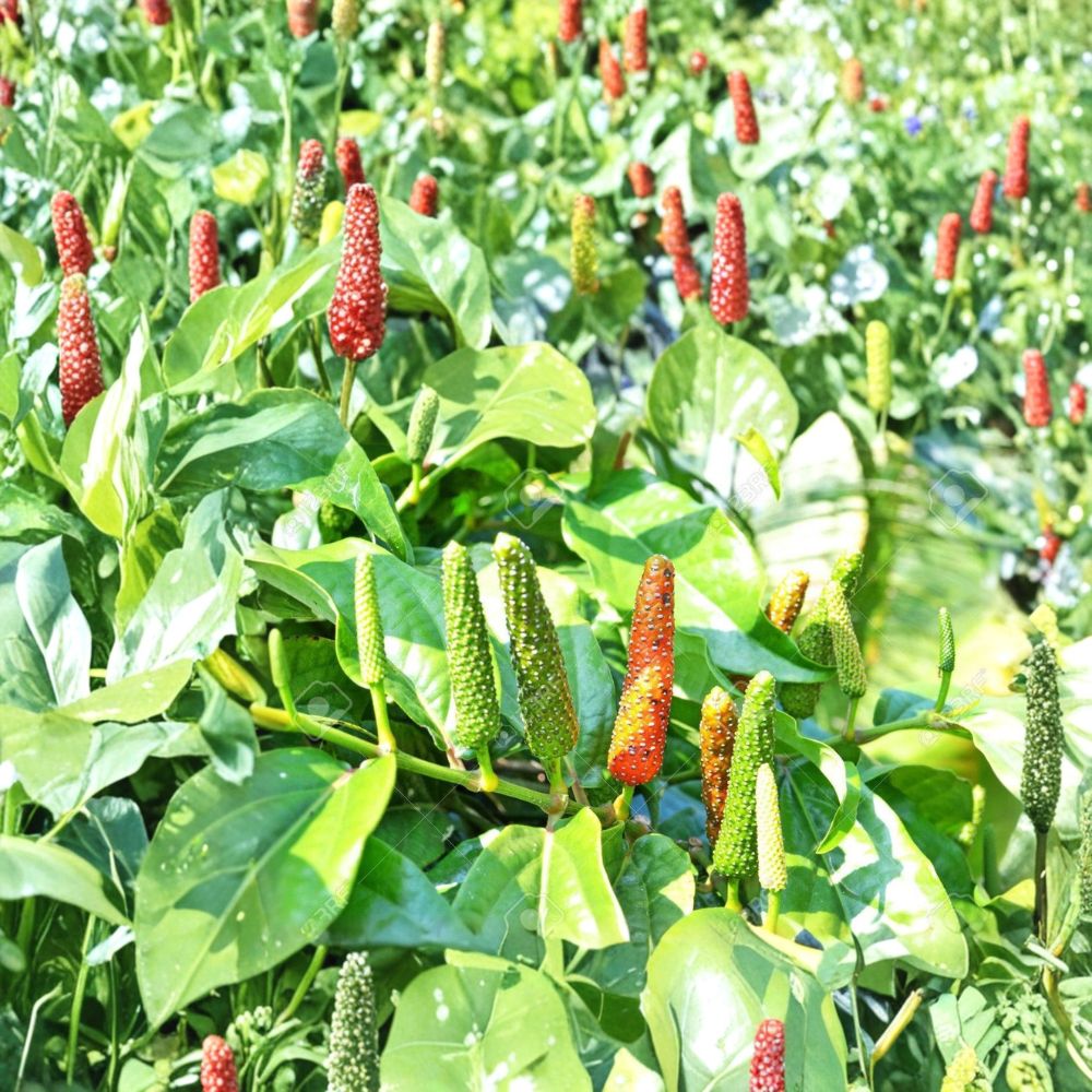Piper Longum Live Plant – Tropical Spice Vine Starter | Rare Long Pepper Herb | Medicinal Pipali Plant | Organic Culinary Herb