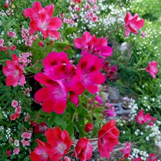 Hot Magenta Pink Regal Geranium Cuttings – Pelargonium x domesticum Live Plant, Orchid-Like Pink & White Blooms, Patio-Friendly, Easy to Grow