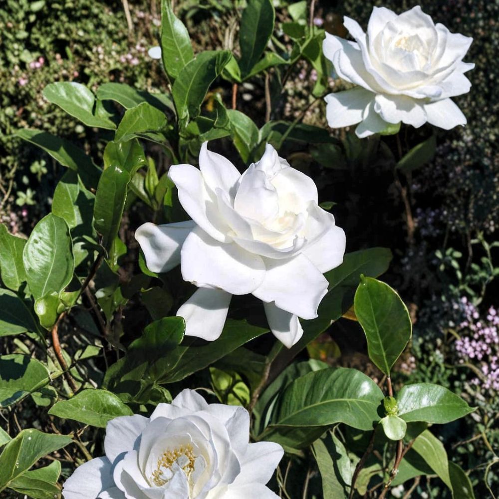 Gardenia Plant Set of 2 – Live Starter Bare Root Shrubs | 6 Inch Tall Rooted Cuttings | Fragrant White Blooms | Gardenia jasminoides