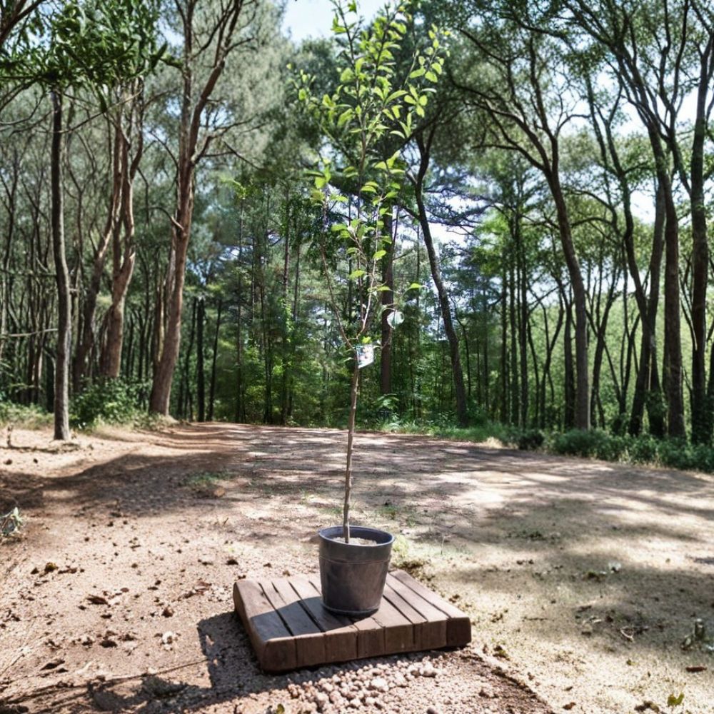 Fuji Apple Tree – Live Fruit Tree in 5-Gallon Size | Malus domestica | Sweet Juicy Apples for Home Orchard