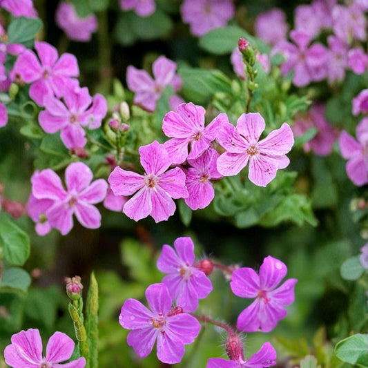 Herb Robert Geranium Seeds – 25+ Premium Wild Flower Seeds for Shade & Woodland Gardens | Hardy Geranium (Geranium robertianum)