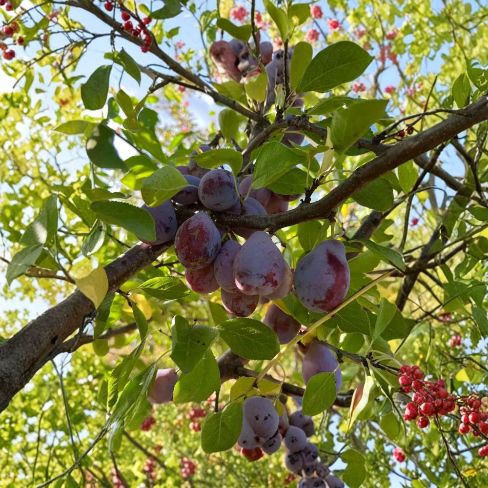 Prune D’Ente 707 Plum Tree – Live Potted European Prunus domestica with Sweet Freestone Fruit, Self-Fertile, 3 Ft