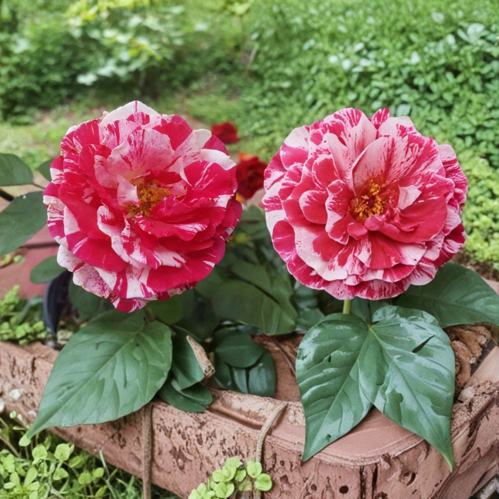 Scentimental Floribunda Rose – Live Bush Plant | 2 Gallon | Fragrant Red & White Striped Garden Rose | Easy to Grow