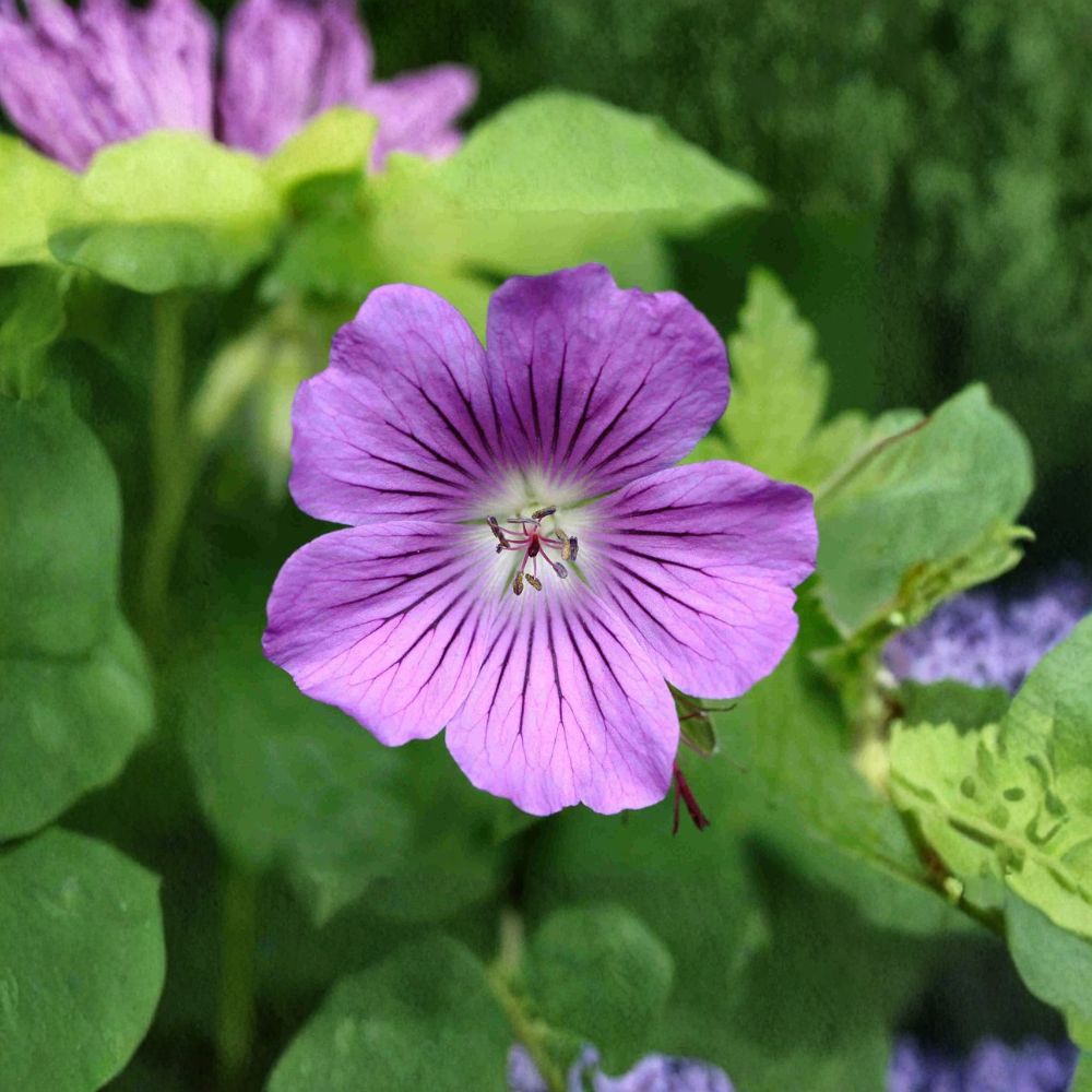 Geranium Gracile Seeds – Hardy Perennial Pink Cranesbill Flower Seeds for Pollinator Gardens and Ground Cover
