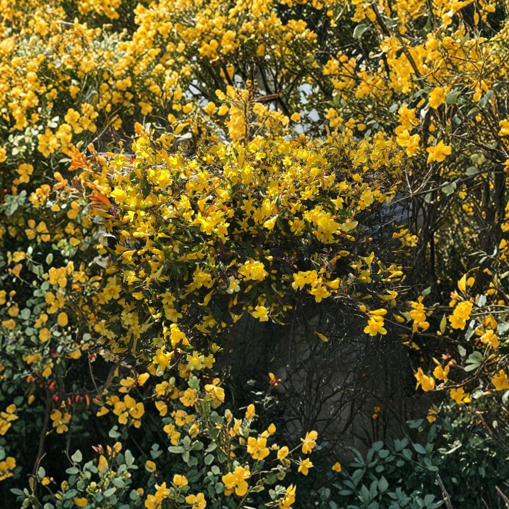 Carolina Jasmine Plant Set of 6 – Gelsemium sempervirens Live Rooted Vines, Yellow Flower Climbing Vines, Easy to Grow Outdoor Garden