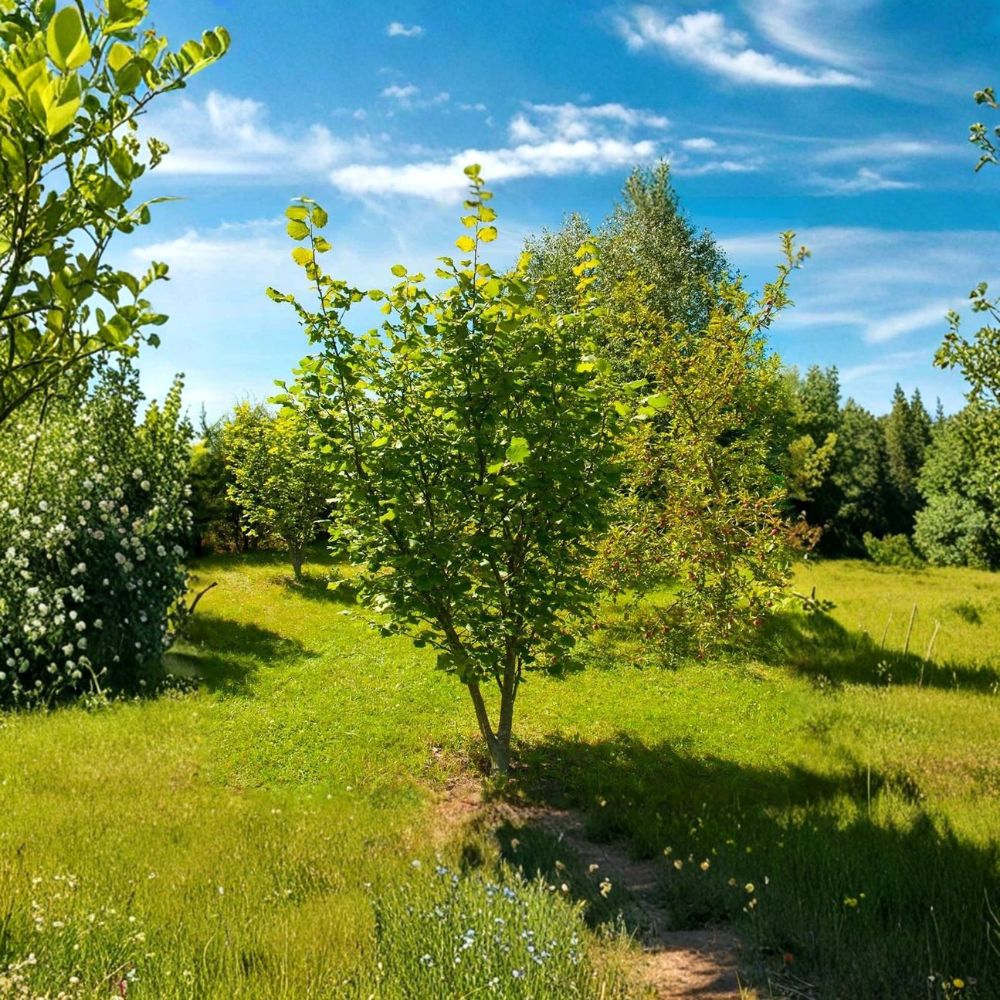 American Hazelnut Trees – 3 Pack Bare Root Nut Shrubs | Corylus americana Edible Landscape Plants | Wildlife Friendly Nut Trees