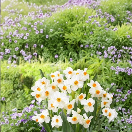 Narcissus Geranium Daffodil Bulbs – 10 Heirloom Spring Flower Bulbs with Fragrant White & Orange Blooms, Zones 4–8