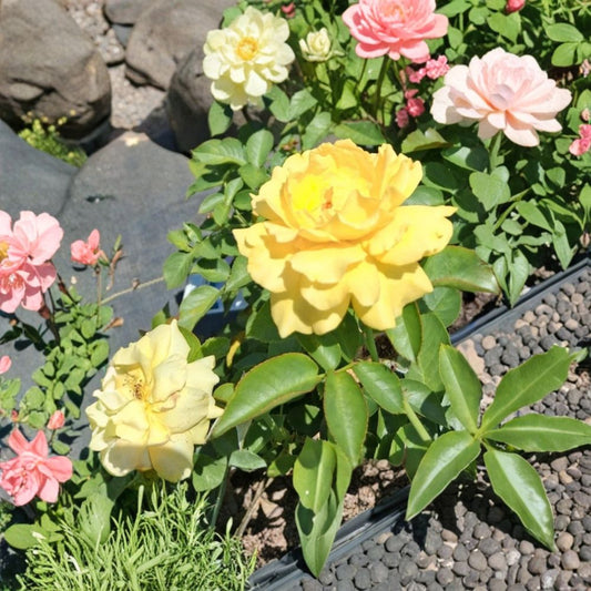 Julia Child Rose – Butter-Gold Floribunda Live Plant, 3 Gallon, Fragrant Double Blooms, Award-Winning Garden Rose, Rosa 'Julia Child'