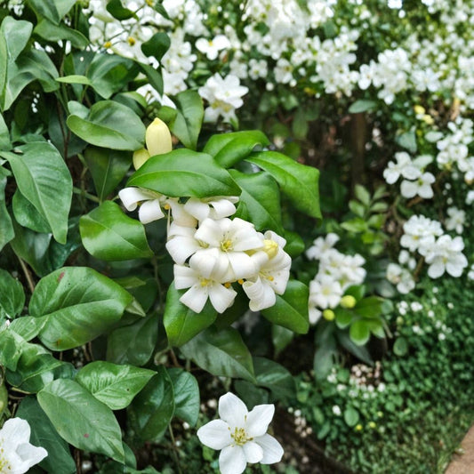 Orange Jasmine Seeds – Murraya paniculata Fragrant White Flowering Evergreen Shrub, 5 Seeds for Garden Ornament