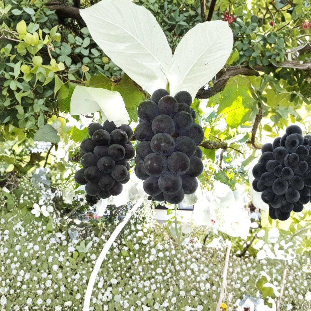 Fujiminori Giant Grape Vine Live Plant | Vitis vinifera Japanese Table Grape | Large Fruit, Sweet, Patio & Backyard Friendly