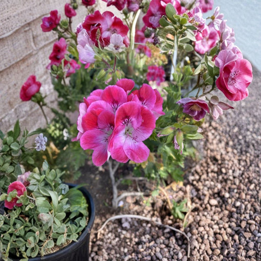 Organic Regal Pelargonium Cuttings – 5 Live Geranium Plant Starters for Sun-Loving Patio Flowers | Fresh Regal Geraniums