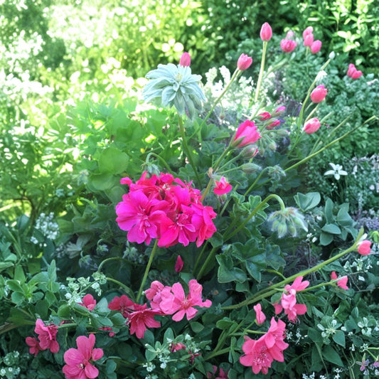 Hot Pink Ivy Geranium Cuttings – Pelargonium peltatum Live Plant, 6 Unrooted Trailing Pink Blooms, Hanging Basket Friendly