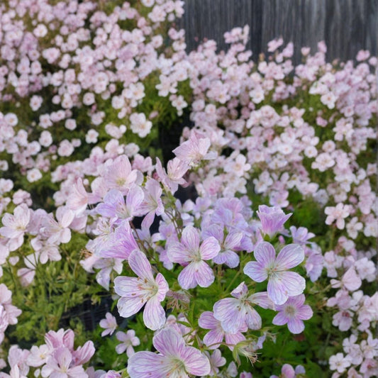 Melinda Geranium Seeds – 25+ Pelargonium Flower Seeds for Garden & Patio Bright Blooms, Vibrant Foliage, Easy to Grow