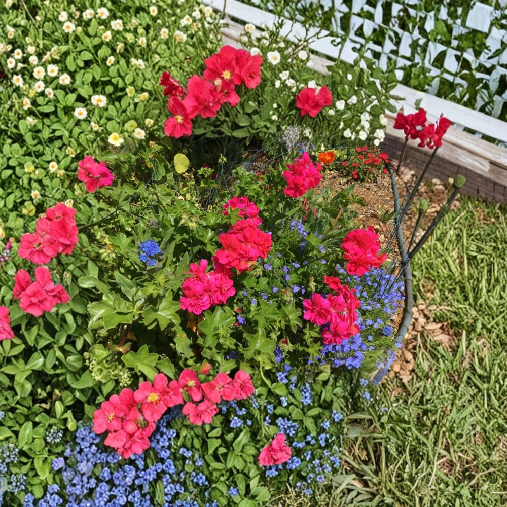 Ivy Geranium Cuttings – 8 Fresh Mixed Color Pelargonium Trailing Geraniums for Rooting, Patio & Hanging Basket Flowers