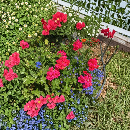 Ivy Geranium Cuttings – 8 Fresh Mixed Color Pelargonium Trailing Geraniums for Rooting, Patio & Hanging Basket Flowers