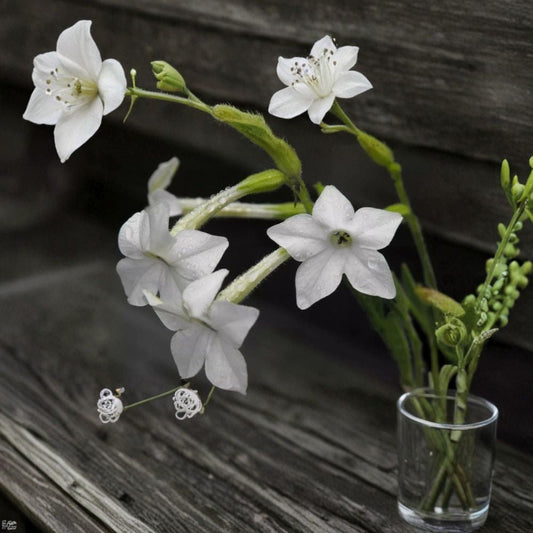 Night Scented Tobacco Jasmine Seeds – Fragrant Evening Blooming Nicotiana alata, Easy Grow Garden Plant, 100+ Seeds