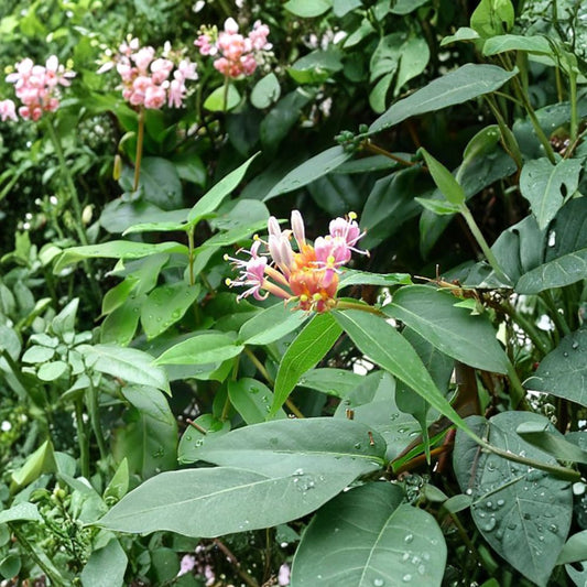 Henry’s Honeysuckle Live Plant | Evergreen Climbing Vine | Fragrant Garden Vine | Lonicera henryi Ornamental Climber