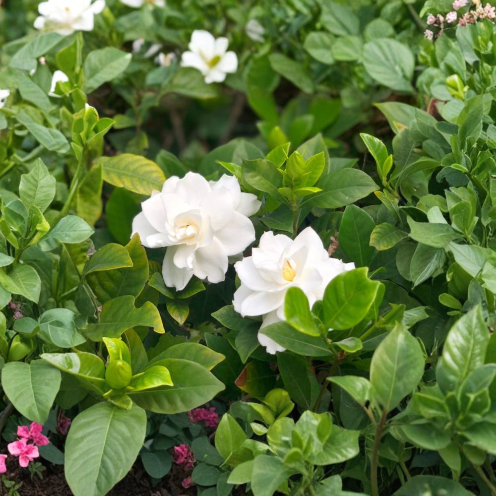 White Gardenia Plant – Gardenia jasminoides Live Potted Shrub with Fragrant White Flowers, Evergreen Indoor & Outdoor Ornamental Plant