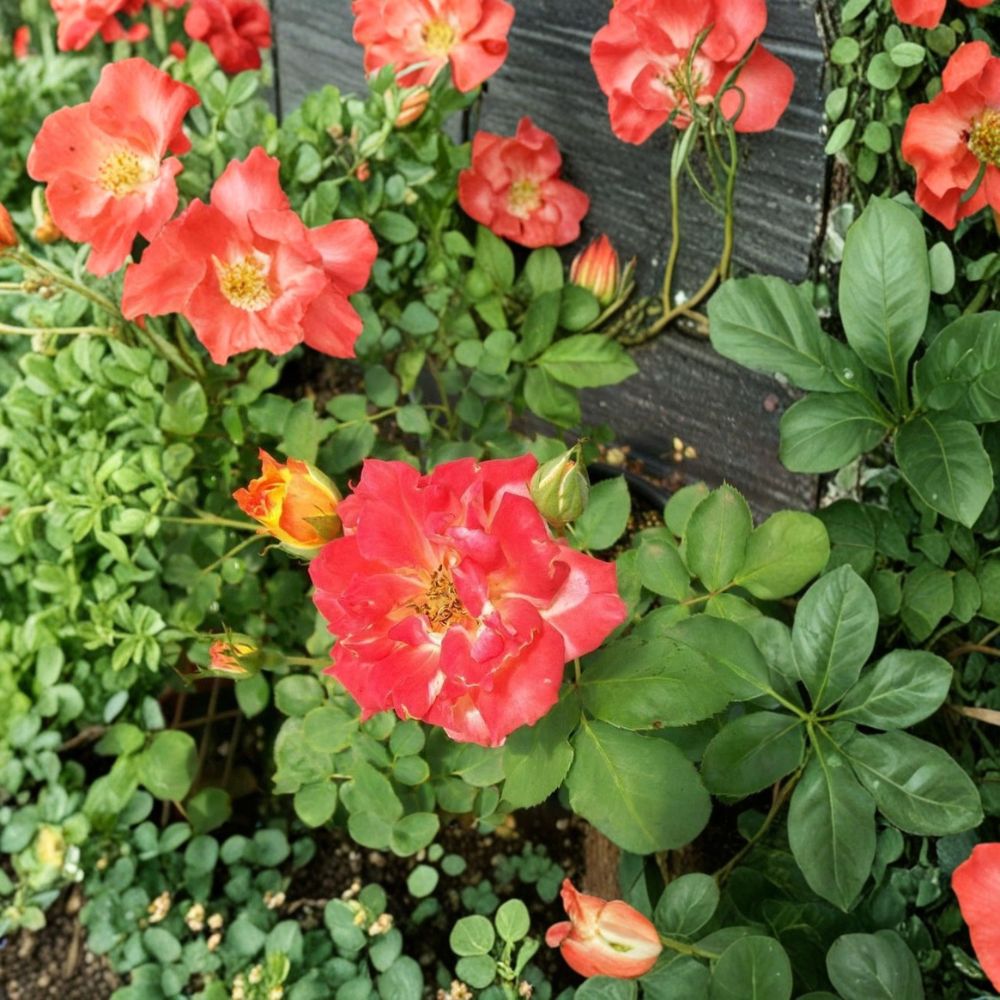 Pinata Rose Live Rose Bush Plant 5 Gallon Yellow Orange Blooms Garden Shrub Rosa 'Pinata'