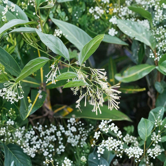 Night Blooming Jasmine Live Plant – Fragrant Cestrum nocturnum Shrub, Indoor & Outdoor Starter Plant, 4–6 Inches Tall