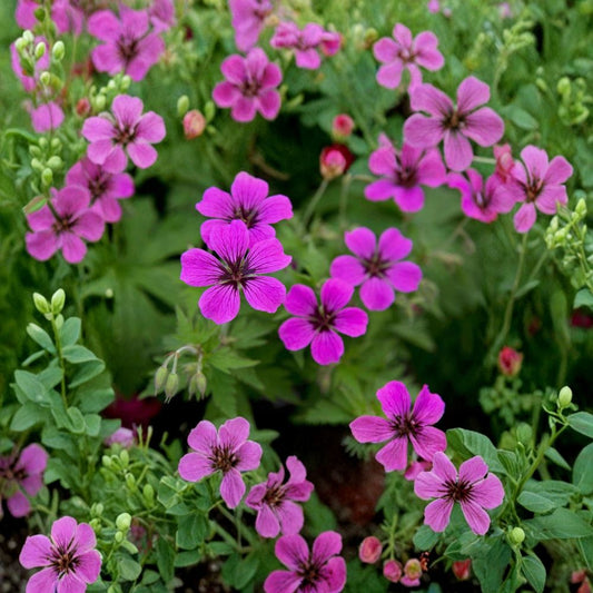 Hardy Geranium Pink Penny Plants – Organic Shade Perennials, Deer-Resistant Ground Cover, Vibrant Pink Blooms, Geranium macrorrhizum