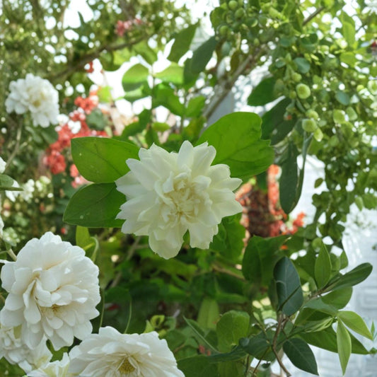 Grand Duke of Tuscany Jasmine Cuttings Set of 3 | Unrooted Jasminum sambac | Fragrant Double Bloom Propagation Plant