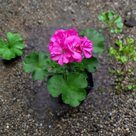 Patriot Pink Rose Geranium Live Plant – 4 Inch Zonal Pelargonium with Deep Pink Flowers for Patio & Garden